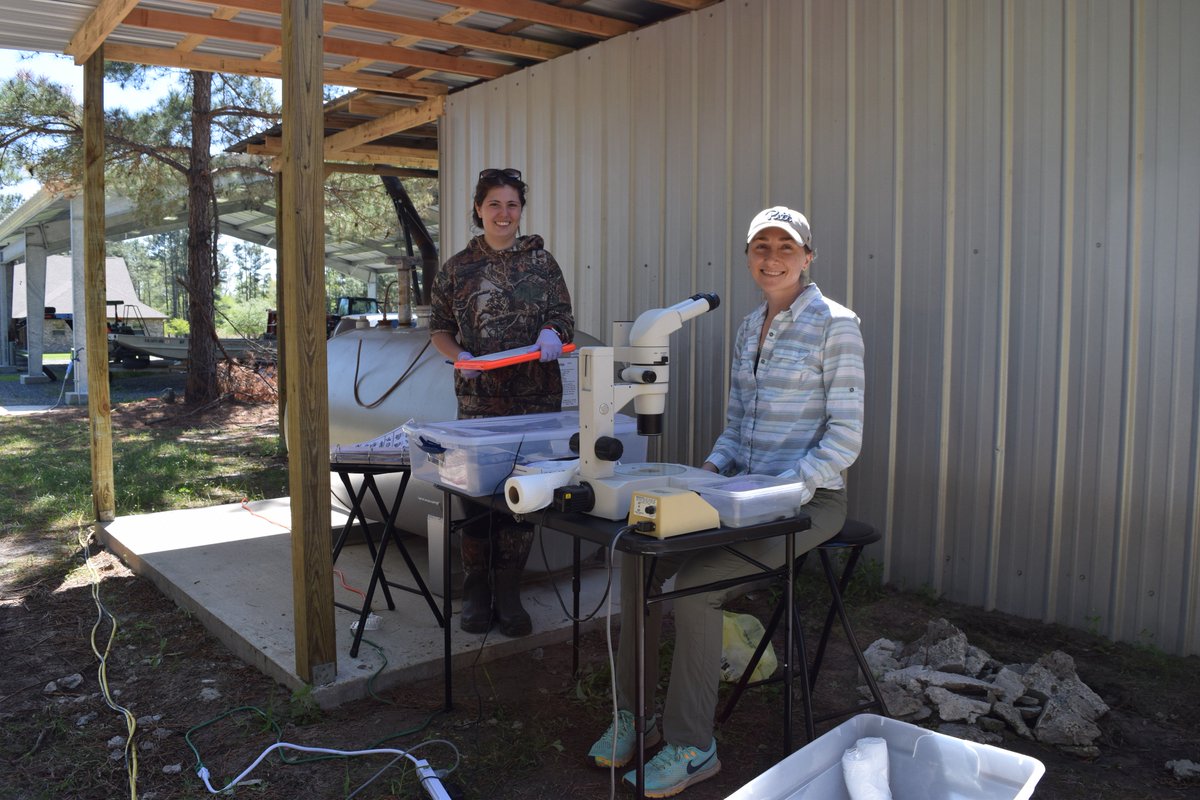 m_ohmer's tweet image. 6 months, 600 #froglets, &amp;amp; many fire ant bites later... our #mesocosm experiment examining the effects of #climatechange on #amphibians in Louisiana is complete! None of this would have been possible without my amazing crew Trina and Jeff #perseverance @RZ_Lab
