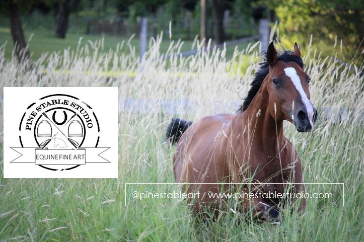 Monitor your horse’s skin. Chronic skin problems=weakened immune system. #horses #equestrians #equines #horsehour