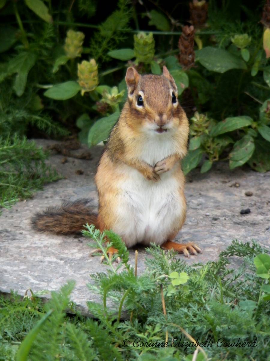 corinnephotos's tweet photo. I'm posing. Now take my photo.
*
#corinnephotographsandprints #chipmunk #rodent #posing #chipmunkcheeks #chipmunkstripes #cute https://t.co/EnQq6o2aif