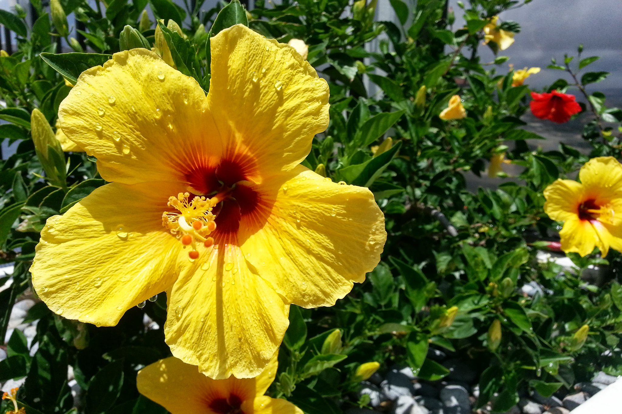 ビューティータッチハワイ 今日も素敵な一日を How Your Tuesday Coming Along Beautytouchhawaii Honolulu Kbeauty Kpop ハワイ 韓国コスメ T Co Fyfzr0pwnx Twitter