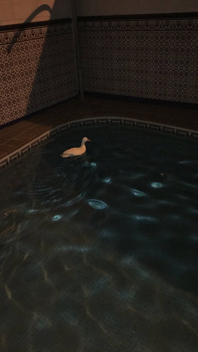 wankarlitos's tweet photo. Ha entrado un pato en mi patio y se ha metido en la piscina https://t.co/smFSkUziBN