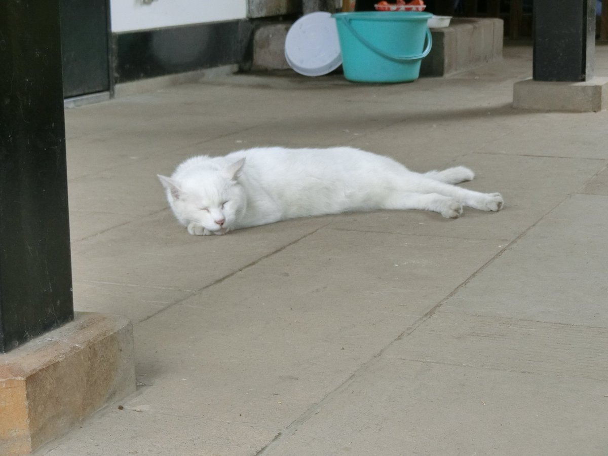 かつみ No Twitter 先日いただいた愛宕神社の御朱印と参拝したとき社務所裏で見かけた白猫です 風通しの良い日陰で気持ち良さそうに寝ていて 噂通り人慣れしているのか 何枚写真を撮っても全く起きようとはしませんでした 御朱印 愛宕神社 猫
