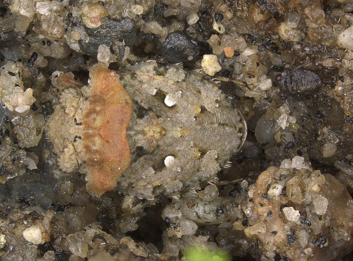 Alex Knyshov tweet media