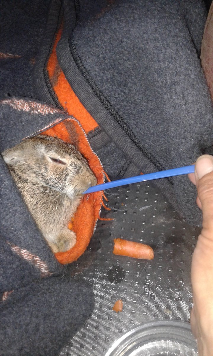 LiquiDMoses's tweet photo. @GregGutfeldShow Look what I found my puppy lying next to outside. Must have been hit by a car or something. no blood or visible wounds. It's eating and drinking. What a good girl. She found a wounded animal she loves to chase and never caught. She is guarding this little bunny. https://t.co/FA6hU0klb4