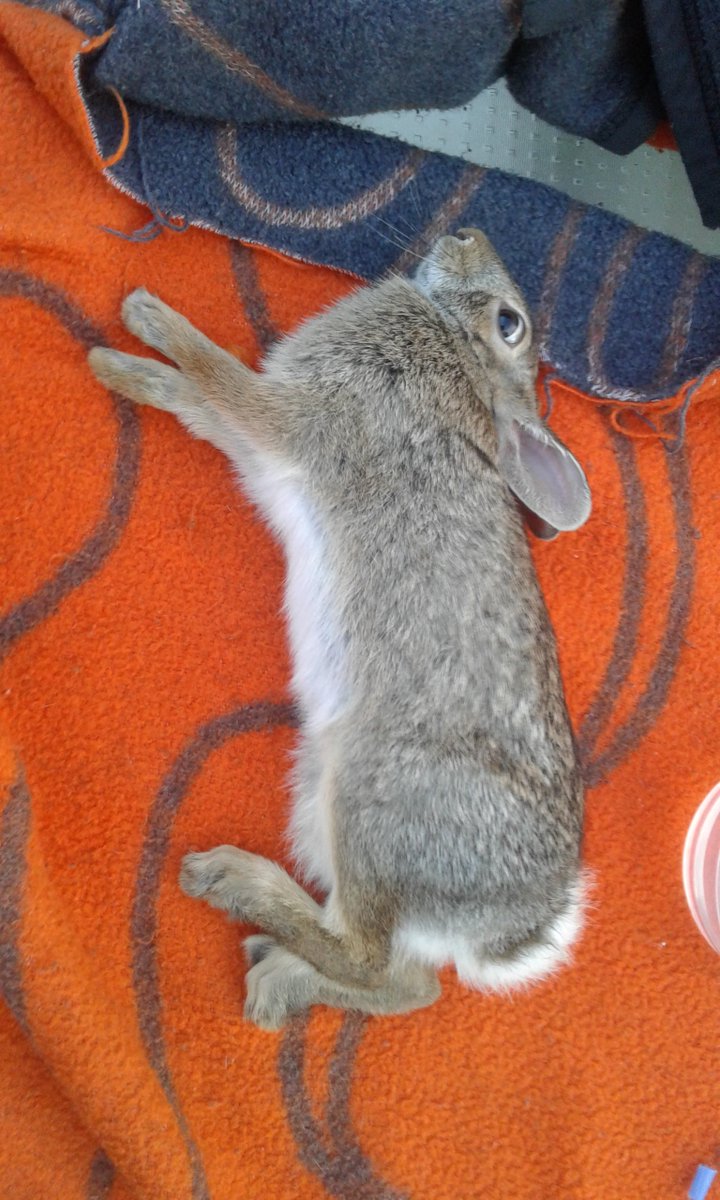 LiquiDMoses's tweet photo. @GregGutfeldShow Look what I found my puppy lying next to outside. Must have been hit by a car or something. no blood or visible wounds. It's eating and drinking. What a good girl. She found a wounded animal she loves to chase and never caught. She is guarding this little bunny. https://t.co/FA6hU0klb4