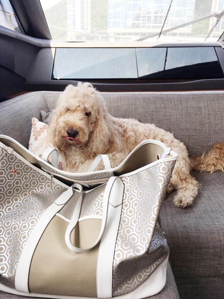 "Yes, my dogs are my children." Yes, I will talk about them as much as you talk about your kids. Get over it" 😂🐶who else can relate? #jetsetmischa