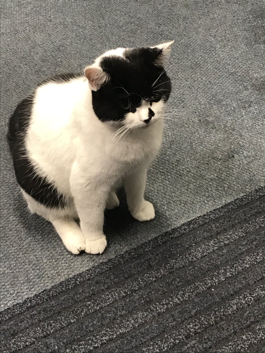 PC OSCAR STATION CAT 💙 tweet media