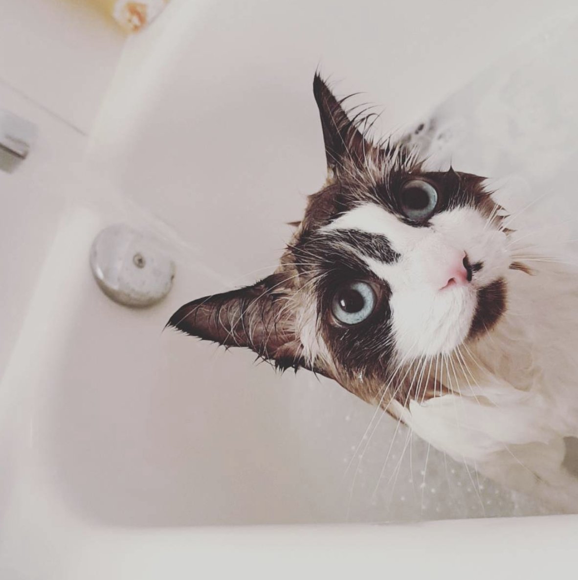 ConvertusD's tweet image. issa me