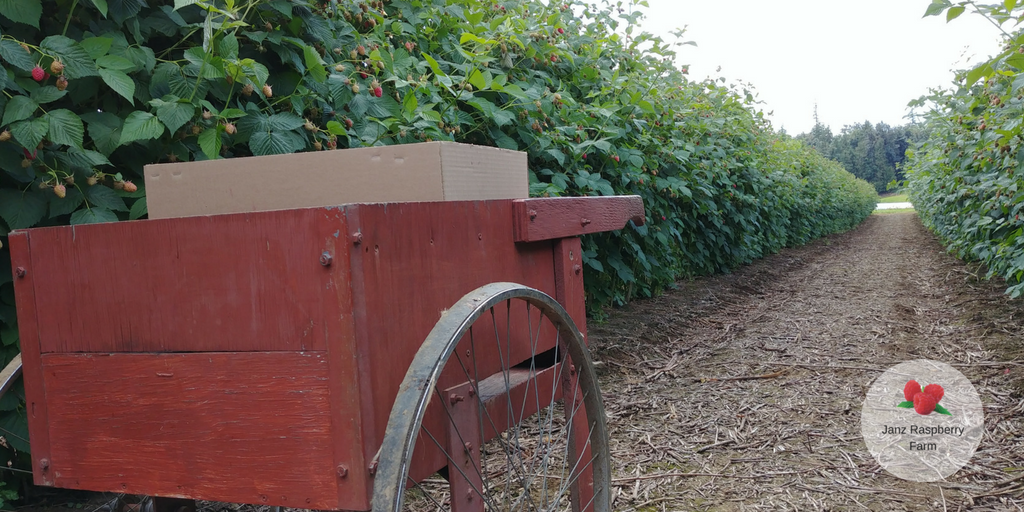 bcraspberries's tweet photo. Another great #bcraspberries season Janz Berry Farm berries. ❤️🌱  We love this old-fashioned cart they have there! https://t.co/Xlh0vkDest