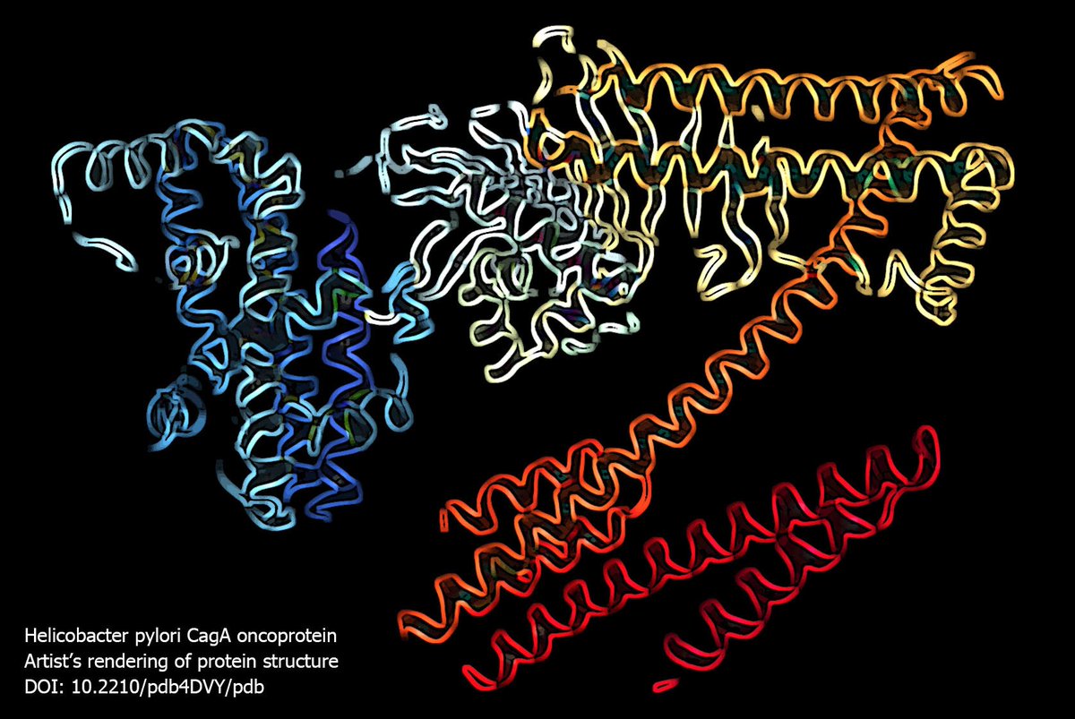 東京大学 Utokyo 胃がんの原因として知られるピロリ菌 胃に棲み付いたピロリ菌が産出して胃細胞内に注射するcagaというタンパク質の三次元構造を X線結晶構造解析等を使って 東大 の研究班が明らかにしました 注 画像はcagaをイメージしたイラストです