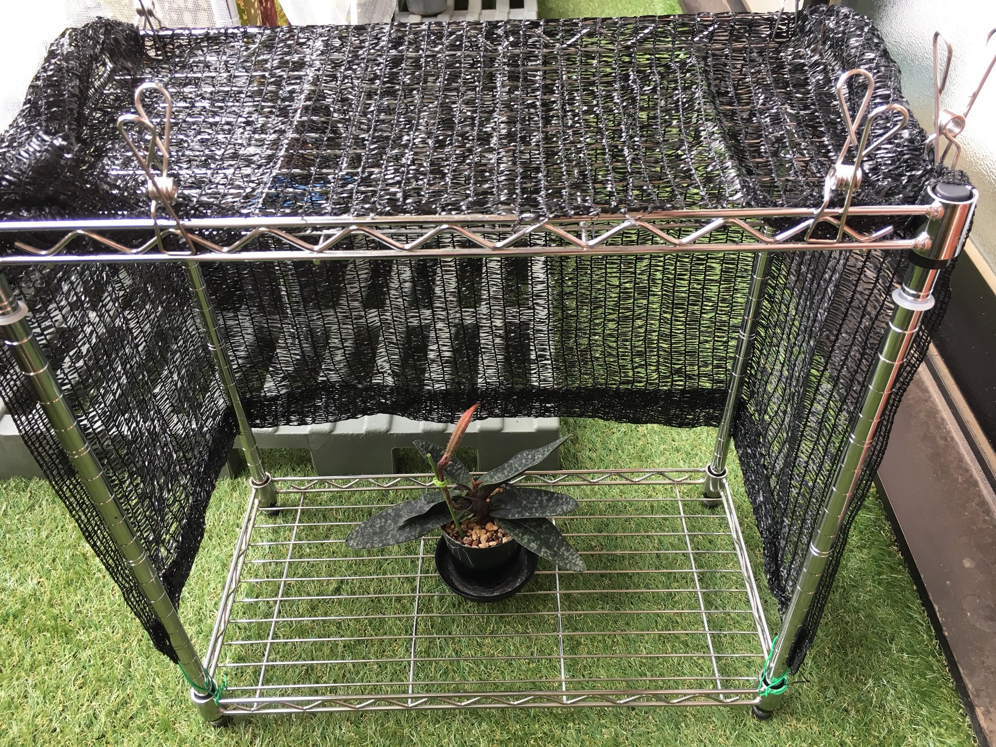 Twitter 上的 そりむらようじ 夏コミ新刊 新作グッズ発売中 久しぶりに涼しい朝になったのでパフィオ専用75 遮光ゾーンを自作してをいよいよパフィオを外に出しました 材料は全て百均で調達しました ダイソーのメタルラックとセリアの遮光ネット とりあえずこんな