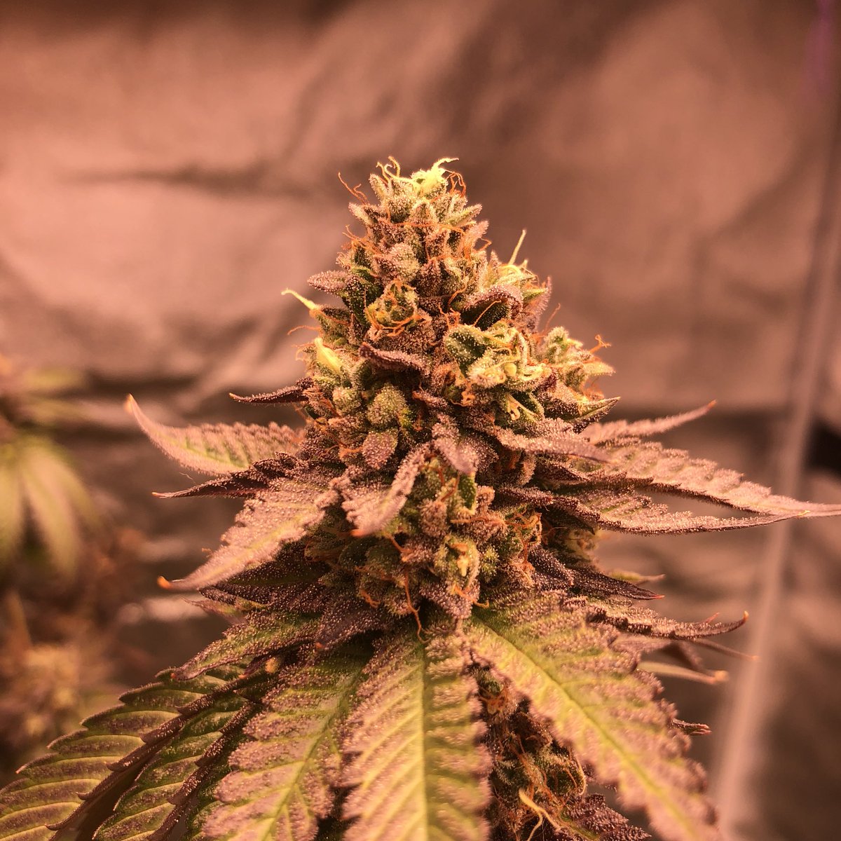 GreenBoxGrown's tweet photo. π¦πFlush is finally upon us!ππ¦ Just started flushing these #grapeape plants along with the rest of the #nukeheads plants! Using #foxfarm Sledgehammer flush and then plain pH water for 10-12 days! Will be #harvesting soon! π₯¦βοΈ
#homegrown #mmj #hightimes #leafly https://t.co/Ld0ajKg2WH