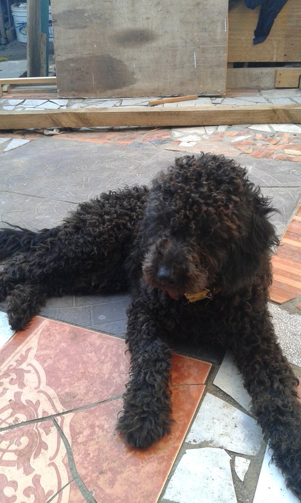 zerfranko's tweet photo. #PerraMilf mi tomytomas🐶🐕🐕😘😘 https://t.co/eTzHGKG0ZL