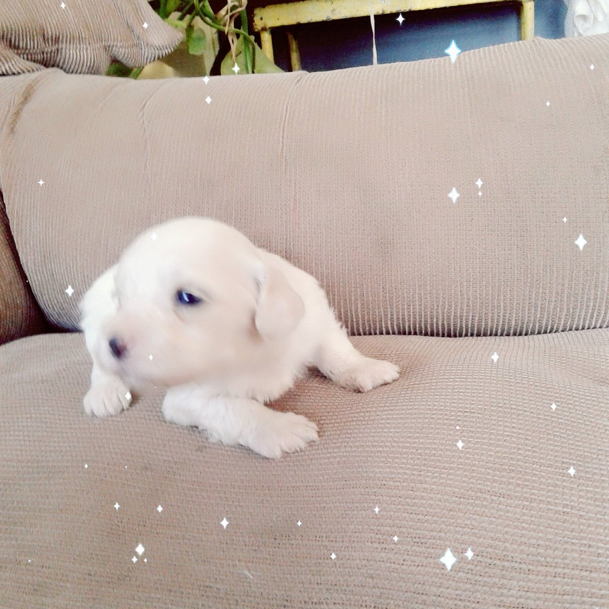 zerfranko's tweet photo. #perramilf diana mi nieta hija de mi douglas😍😍 https://t.co/tsgiCOd1mp