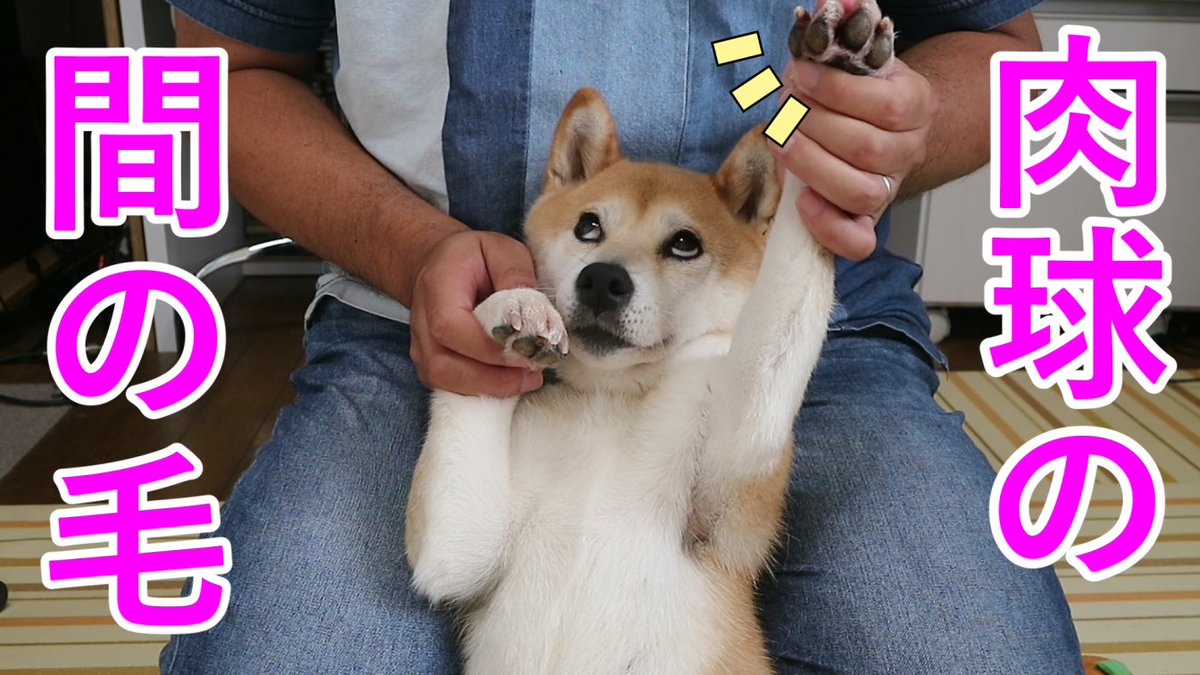 柴犬小春 柴犬小春 さっぱりしましょ 肉球の間の毛をカット 小春の足が赤いワケ T Co V5qtdfbqlj 柴犬小春 柴犬小春 さっぱりしましょ 肉球の間の毛をカット 小春の足が赤いワケ T Co V5qtdfbqlj