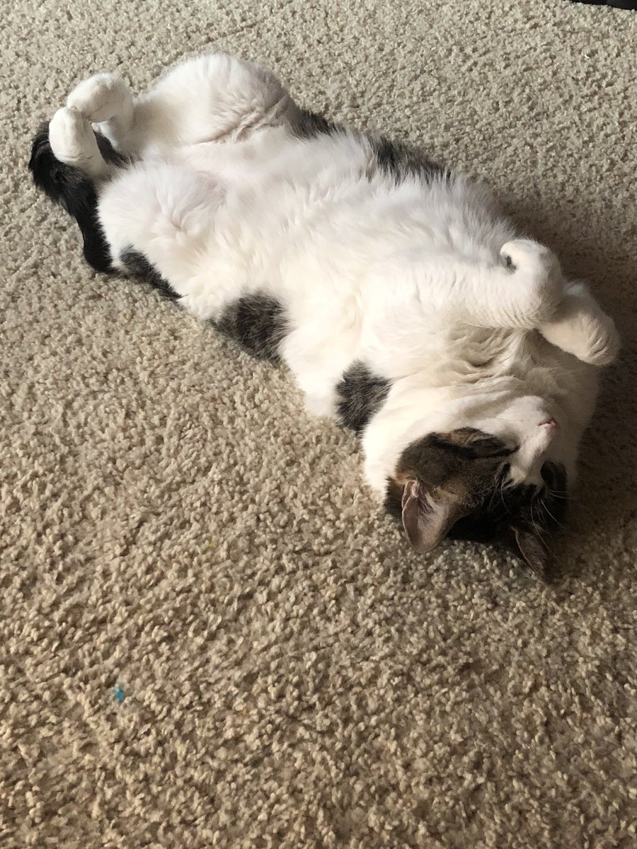 MazurkaCat's tweet photo. I like this floor. It’s a good floor. #CatsOfTwiter #comfyfloor https://t.co/x7THMwtFAy