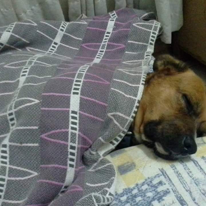 marysol997's tweet photo. #perramilf les presento a mi Rocky Arturo 🤣🤣🤣 https://t.co/4aYSiVJgTA