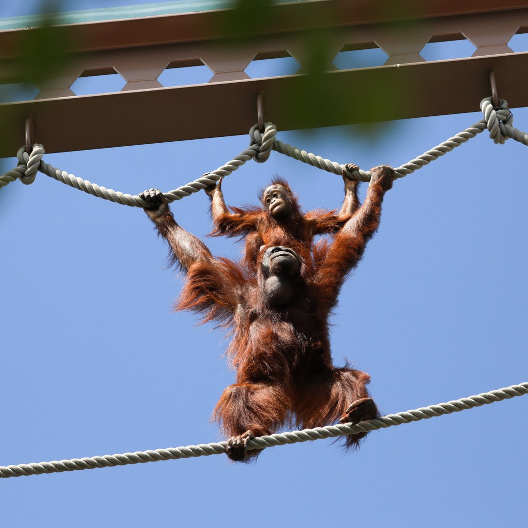 リアンとモカの空中散歩。 最近の散歩のスタイルはこのようにお母さん