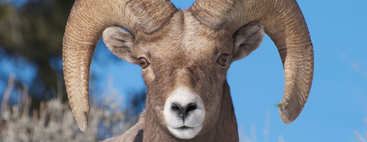 Morris_Animal's tweet photo. Researchers @uidaho are bringing genetic tools to study #wildlife populations. #MAFstudy https://t.co/f81GgDsrMW https://t.co/Uivss4JGYz