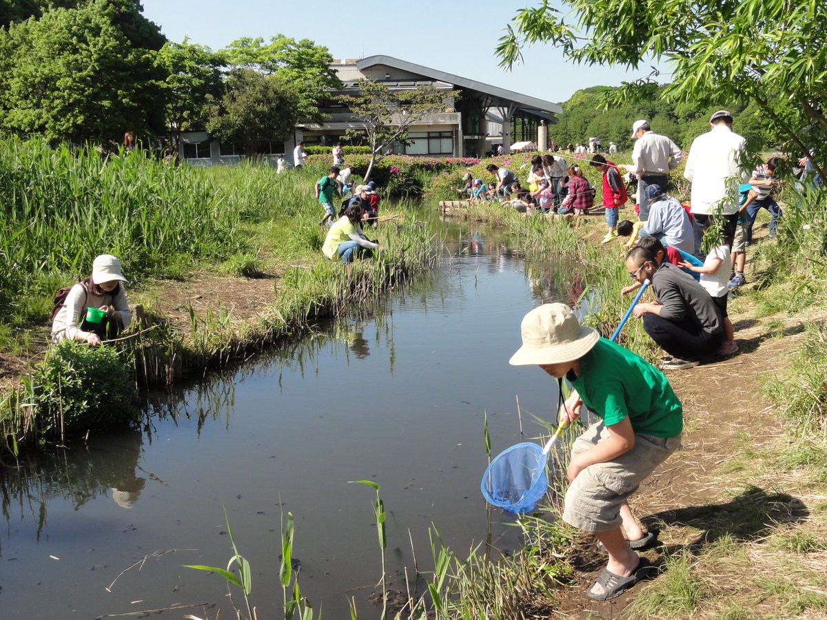 matsudo_kankyou's tweet image. 生きものと触れ合う冒険に出よう！

☆生きものセミナーのご案内
日時　8月8日（水）9時～

場所　21世紀の森と広場

対象　小学4～6年生

詳細は
cms.city.matsudo.chiba.jp:10080/2db1f101-a514-…

申込フォーム
shinsei.elg-front.jp/chiba2/uketsuk… 

#夏休み　#生きもの　#自由研究　＃セミナー　
＃ザリガニ
