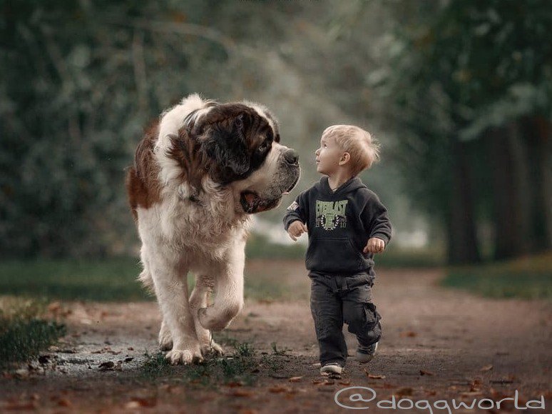 doggworlds's tweet photo. When I look into the eyes of an animal, i do not see any animal.
I wish i could say this to humans https://t.co/cgxAOeQ4OO