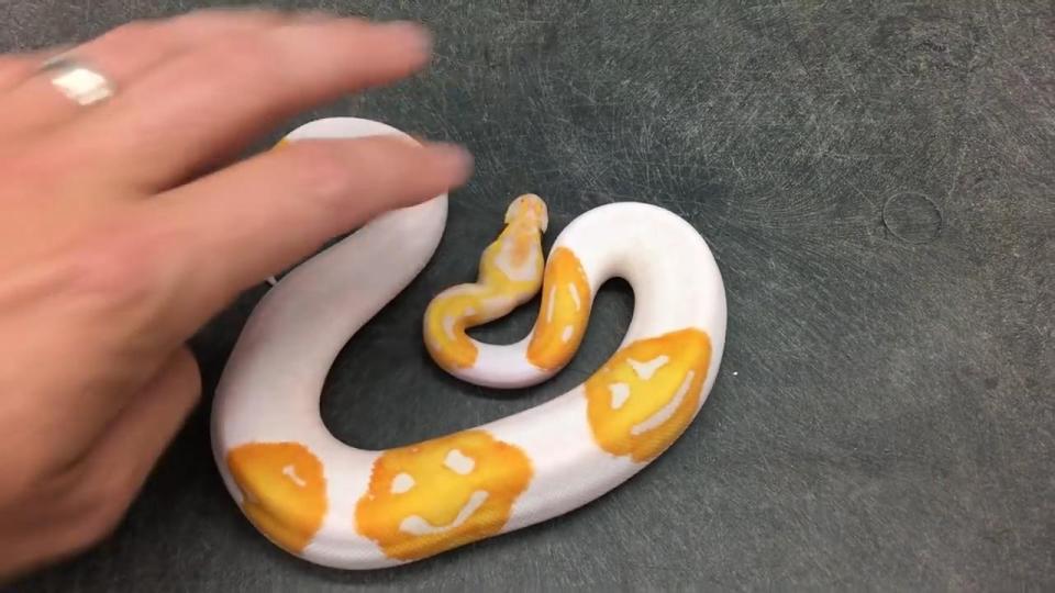Marchxxd's tweet photo. 😀
This Lavender Albino Piebald Ball Python, bred by Justin Kobylka, appears to have 3 smiley faces on it, thus dubbed 'Emoji' Ball Python. Currently he is worth $4,500. 
For a short clip of the cutie go here https://t.co/Zwx4GAVOeH https://t.co/uccDYyuzyG