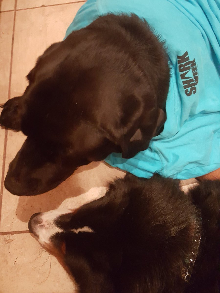 CindySwab7's tweet photo. Watching "Laws of Jaws" @Discovery @SharkWeek #sharkweek #jackthelab #alberttheberner https://t.co/Z2kLXtgyvi