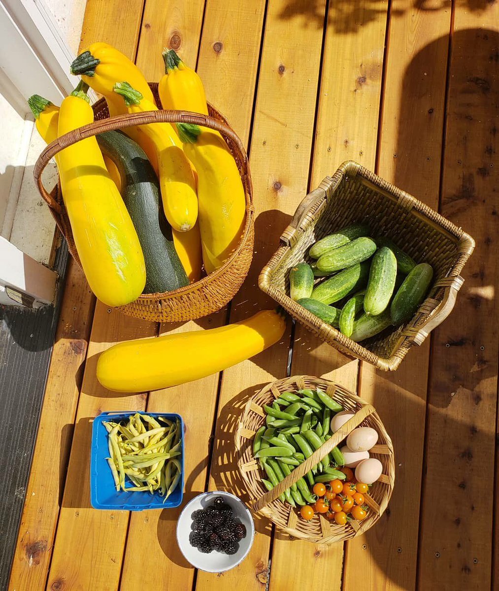 smartdripio's tweet photo. Amazing #harvest from one of #dripio test #gardens at Mandy and Colby’s place in Vancouver, WA #smartwatering #dripirrigation #organicgrowing #gyo #sustainablewatering #zuccini #vegetablegarden #vegetables https://t.co/uDdTjfLEal