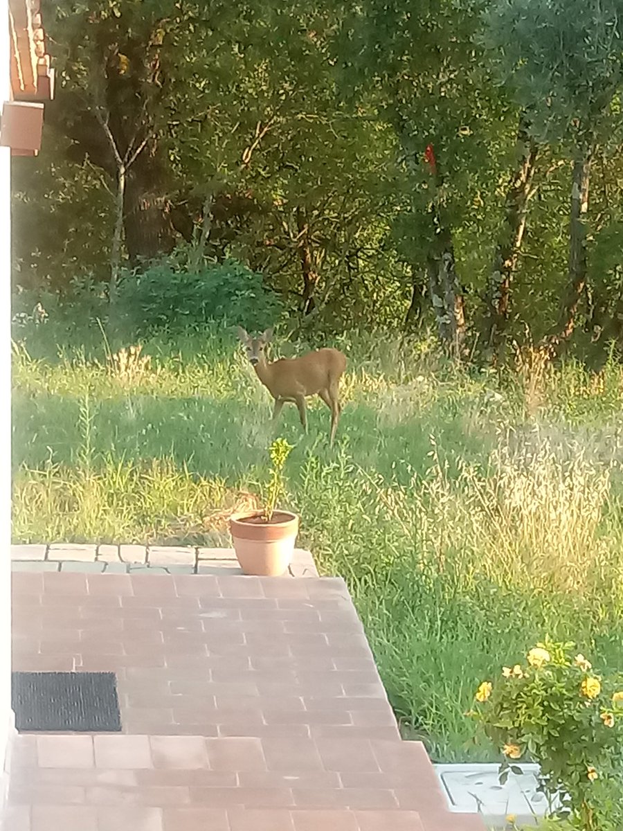 RosDefilipp's tweet image. Piluccatore di boccioli