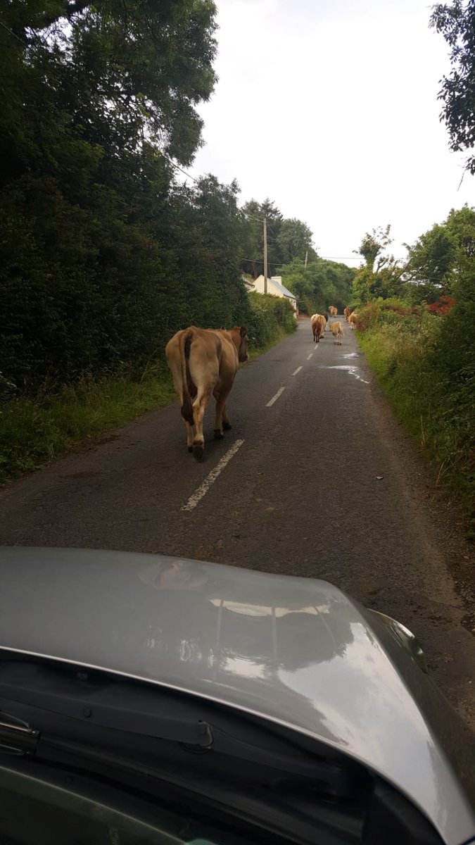 Rush hour along the Céide coast this morning 😀 #Ireland #WildAtlanticWay #WildAtlanlanticWay #failteireland #mayo <a href="/MayoNorth/">Mayo North Tourism, Ireland</a> <a href="/MayoDotIE/">Mayo.ie</a> <a href="/BallyBelderig/">Ballycastle Mayo</a>