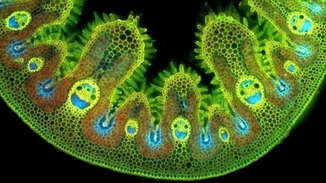 Grass cells under a microscope looks so happy 😁 
Does anyone know who took this image?