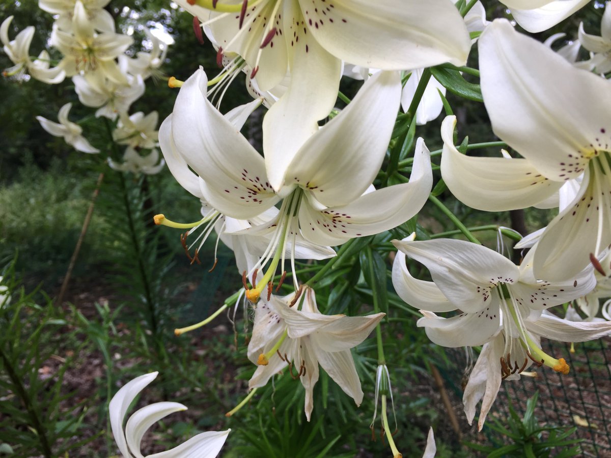 EvenleyWoodGard's tweet photo. Beautiful display of Lilian ‘sweet surrender’ #beautyofnature #lovelylilies #spectaculardisplay https://t.co/OwPLgBH4S1
