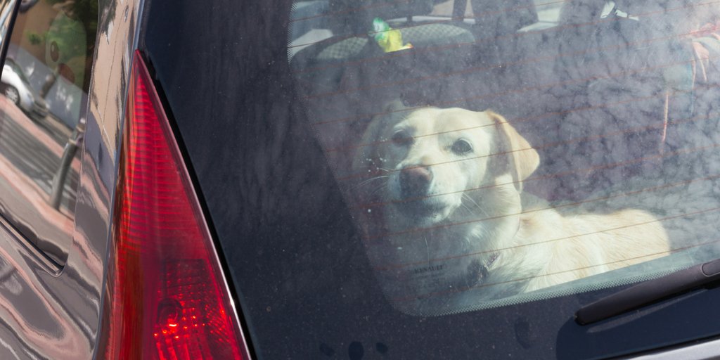 TheKennelClubUK's tweet image. "I'll only be a couple of minutes"
"I have left the windows open"

There are NO excuses for leaving a dog in the 🚗 - if you see a 🐶 that has been left in any vehicle, call 999 immediately! #Heatwaveuk #DogsDieInHotCars