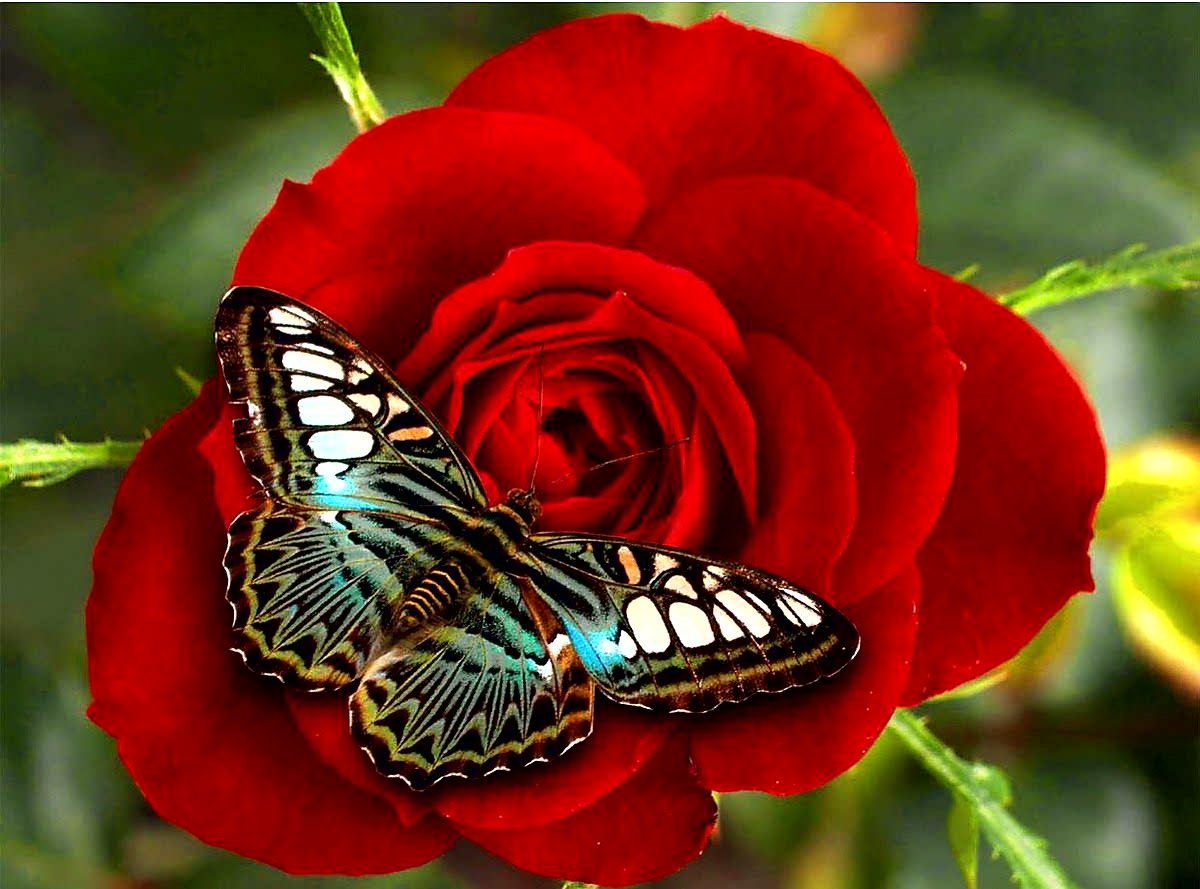 hezam_2012's tweet photo. @_rr2r_ https://t.co/RBfhGQKqay