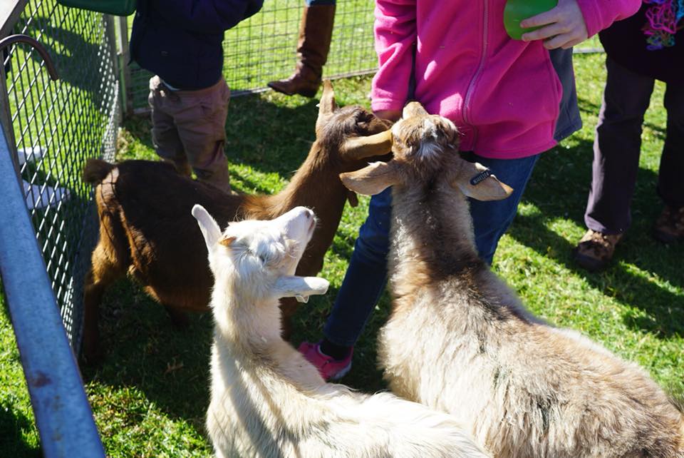 DFProductions's tweet image. This month saw the Community Day at @atc_races Royal Randwick Racecourse. We supplied Face painting, Fairy Princesses, special guest appearance and full show from @pawpatrol &amp;amp; Teenage Mutant Ninja Turtles @TMNT , Petting Zoo, Jumping Castles and of course Popcorn &amp;amp; Fairy Floss.