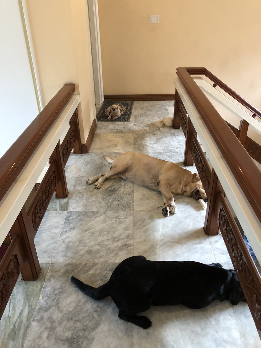 luvablelab's tweet photo. When did going from point A to point B become so difficult? #labradorretriever #dogs #pets https://t.co/BRTcg6KjwL