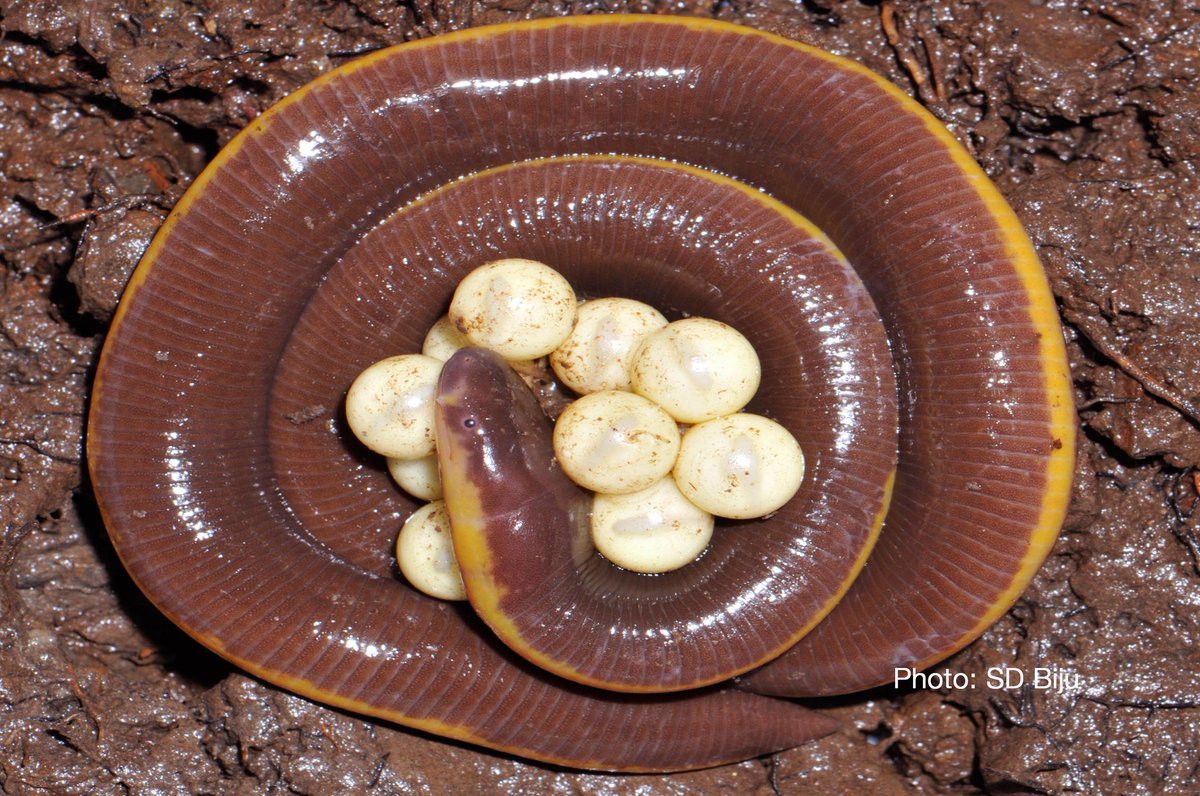 #Parentalcare of ‘naked snakes’ #Caecilians. Females guard
their eggs till hatching for about 90 days.