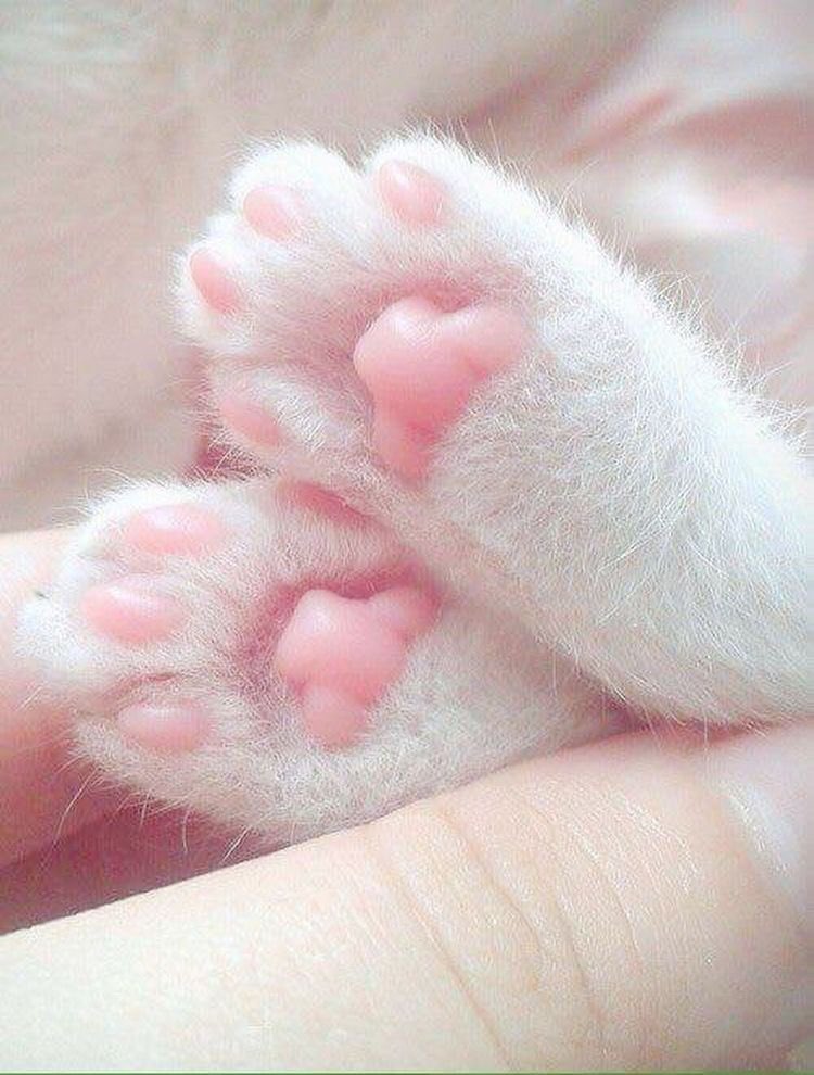 ˚˚ ༘♡🌷 babymoon 🐶🌻🍒✧︎.* tweet media