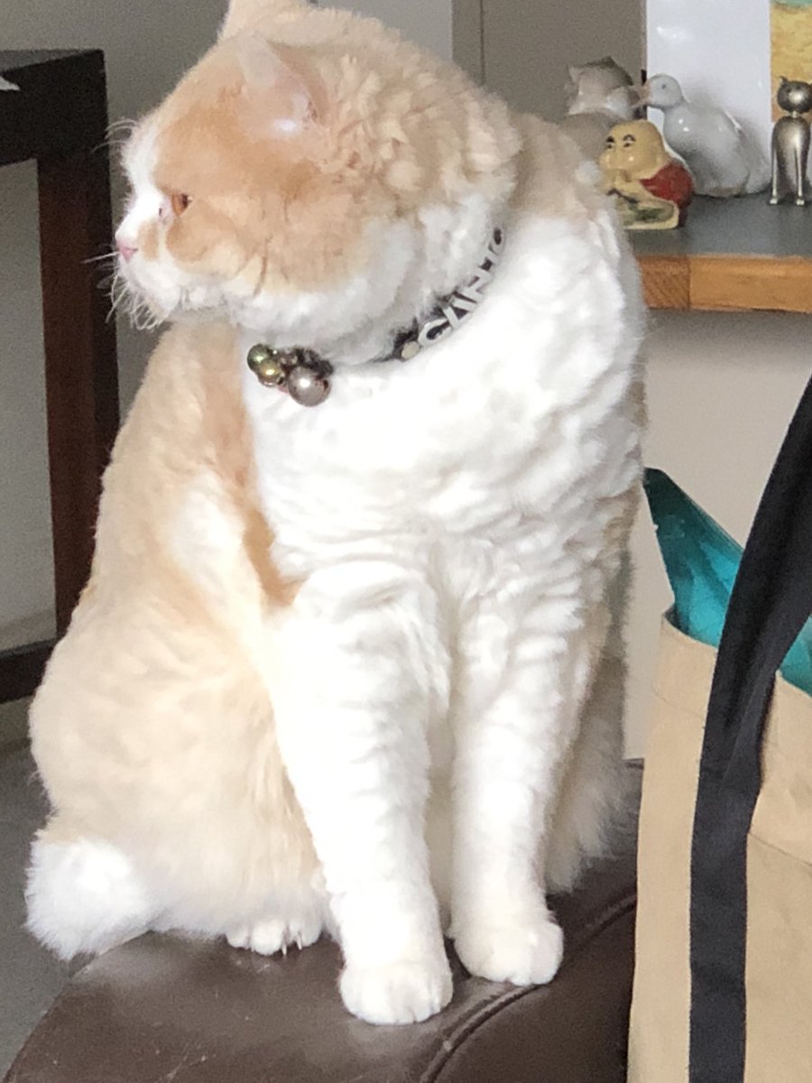 craigsrex's tweet photo. Side profile of my stumpy whiskers for whiskers Wednesday #itsjusthowIam https://t.co/eeutG7iYjm
