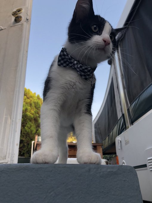 🖤KLAUS🖤 https://t.co/GchJqKwKE7<a href="/tag/nationalpuppyday"class="tags"><span>#nationalpuppyday</span></a>