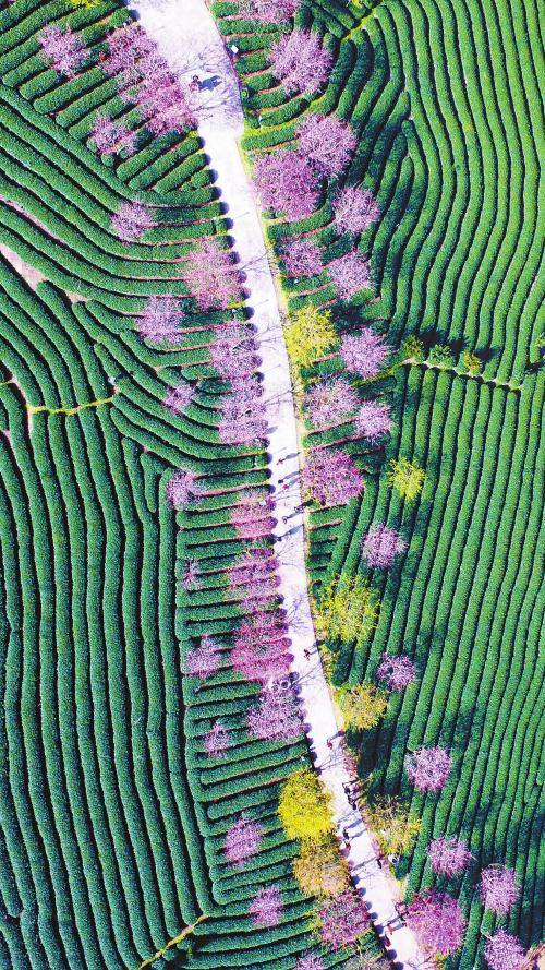 Dallastzz's tweet photo. The sakura garden of Yongfu Town lies in Zhangping County Longyan City Fujian Province of China, which is consisted of 42 kinds of sakuras in total. The altitude of Yongfu sakura garden is more than 800m with comfortable climate. https://t.co/yxhVE5l6zL