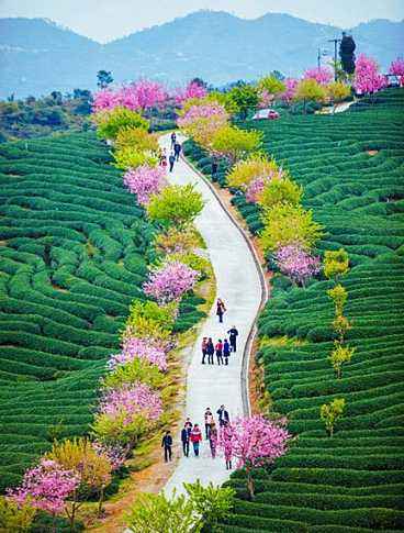 Dallastzz's tweet photo. The sakura garden of Yongfu Town lies in Zhangping County Longyan City Fujian Province of China, which is consisted of 42 kinds of sakuras in total. The altitude of Yongfu sakura garden is more than 800m with comfortable climate. https://t.co/yxhVE5l6zL
