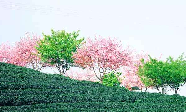 Dallastzz's tweet photo. The sakura garden of Yongfu Town lies in Zhangping County Longyan City Fujian Province of China, which is consisted of 42 kinds of sakuras in total. The altitude of Yongfu sakura garden is more than 800m with comfortable climate. https://t.co/yxhVE5l6zL
