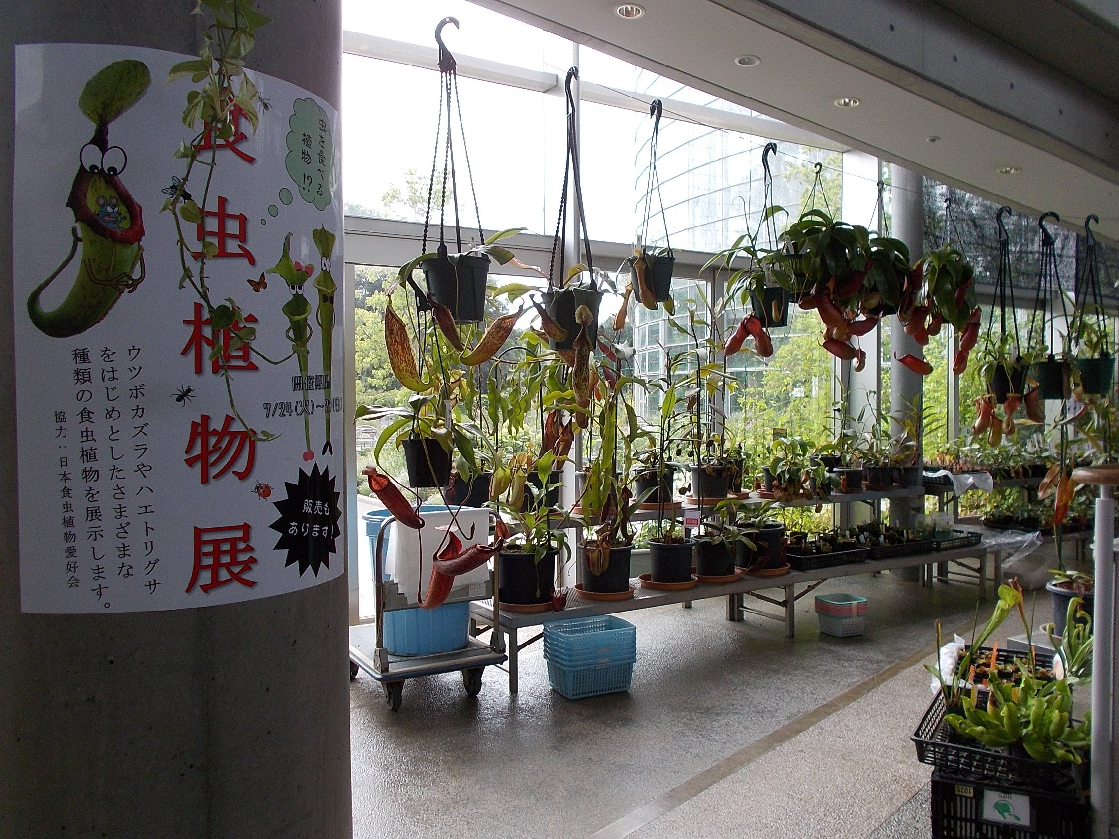 千葉市花の美術館 7月29日まで アトリウムで 食虫植物展 を開催しております 協力 日本食虫植物愛好会 Jcpstanabe 普段 当館では見られない ウツボカズラ ハエトリソウ モウセンゴケなどをはじめとした様々な種類の