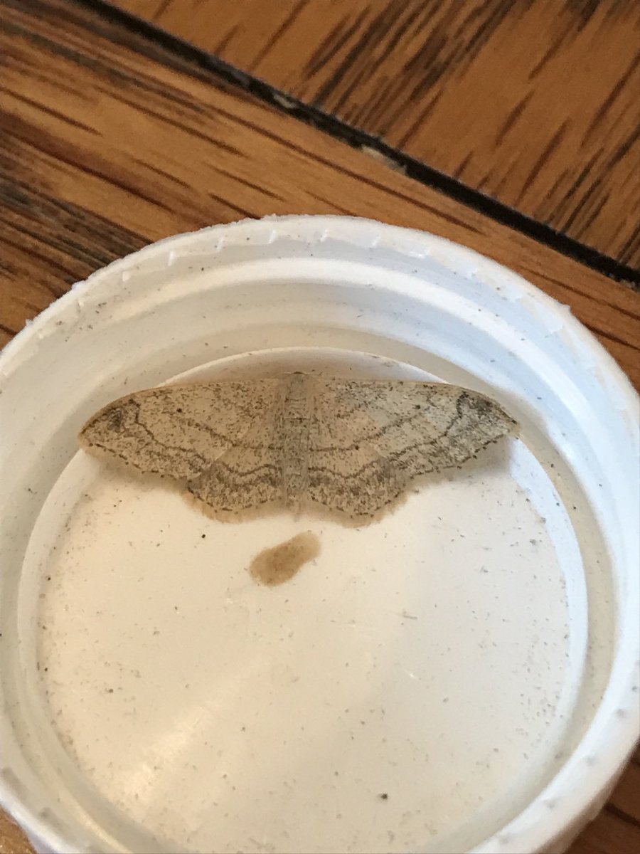 IanScott78's tweet photo. Not quite sure on this one. Approx. 25mm across. @MothIDUK https://t.co/biKyrUVrpd