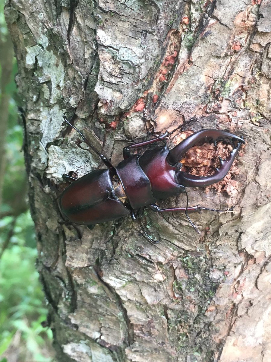 かっこいい日本の甲虫7選 カブトムシだけじゃない魅力的な昆虫たち ネイチャーエンジニア いきものブログ
