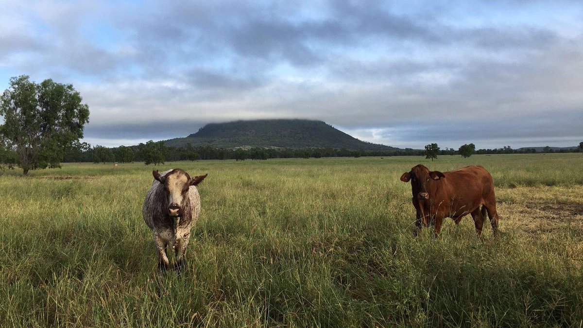 Today's Picture - Landsborough Station!

Great shot of Mt Landsborough in the background.
#landsboroughstation #napco 🐄🙌😍