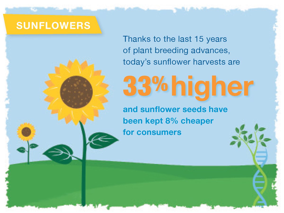 SeeDelicious's tweet photo. The #future is here. #seedelicious #sunflowerseeds #sun #baking #recipes #nutfree #glutenfree https://t.co/RIaV72Xw7d