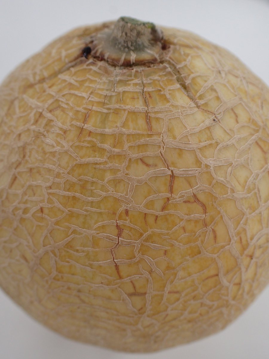 やさい畑編集部 速報 メロンの露地栽培に成功 ネットメロンは家庭菜園用としては難易度が高い野菜なので これまで やさい畑 にはあまり登場しませんでした ある工夫によって 今回の成功にいたったのですが その中身はまだナイショです 立川