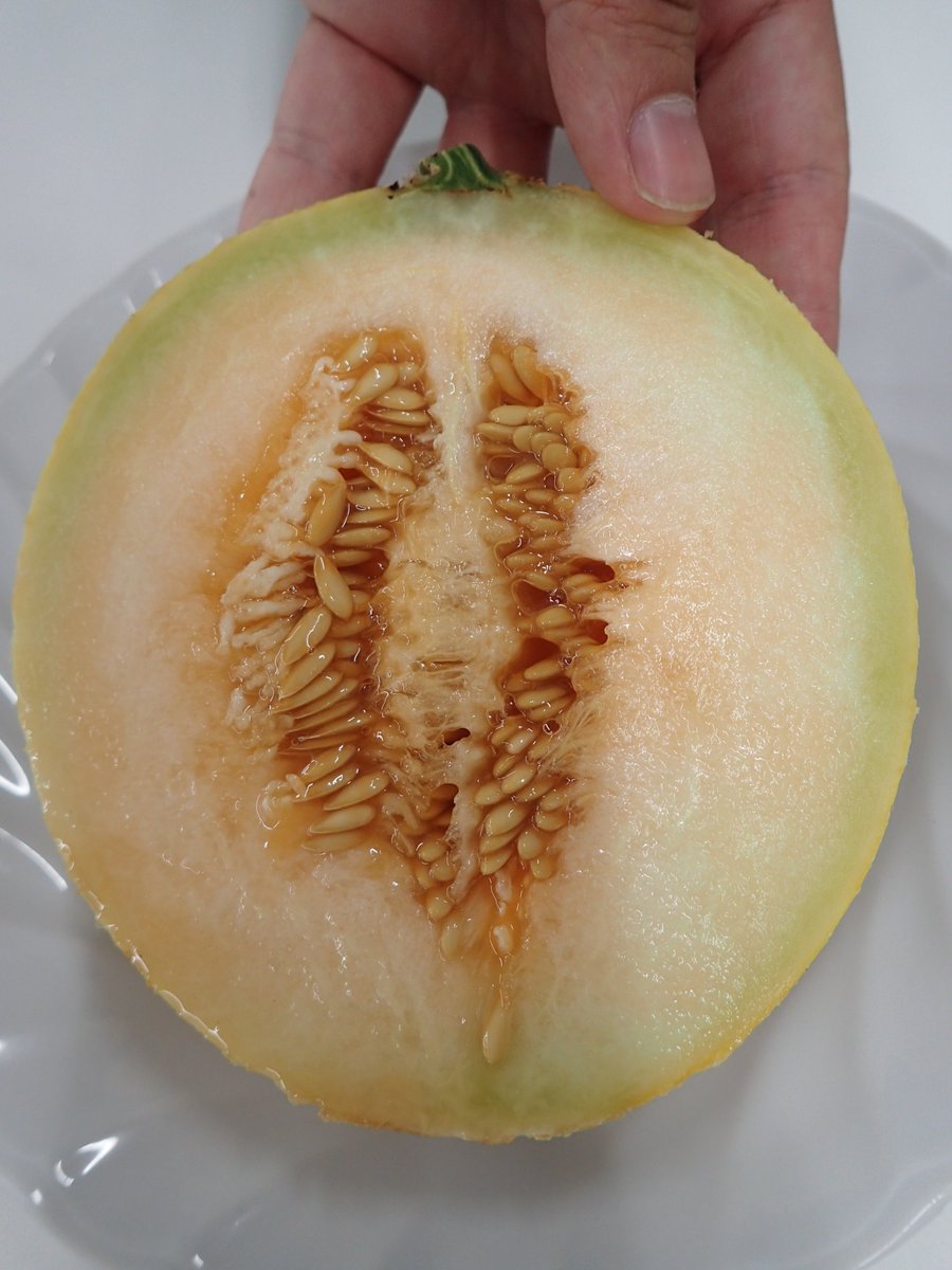 やさい畑編集部 速報 メロンの露地栽培に成功 ネットメロンは家庭菜園用としては難易度が高い野菜なので これまで やさい畑 にはあまり登場しませんでした ある工夫によって 今回の成功にいたったのですが その中身はまだナイショです 立川